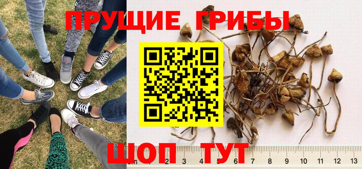 Галлюциногенные грибы прущие грибы  Вход с VPN  Шумерля 